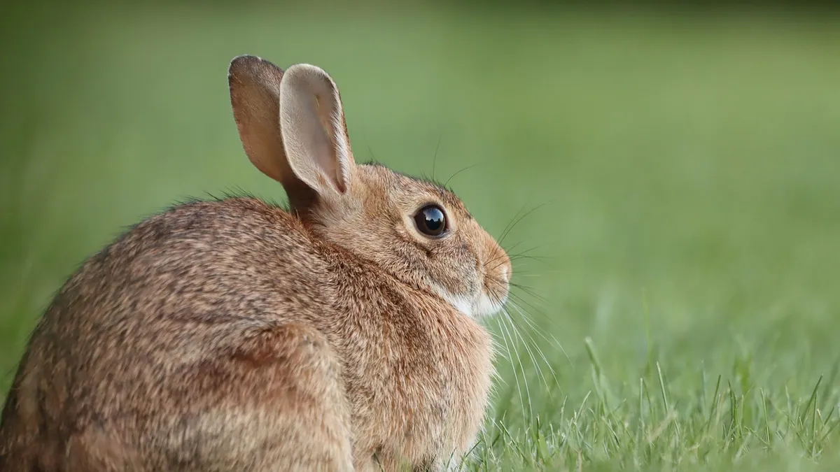 How Long Do Rabbits Molt? Shedding Cycles and Coat Care