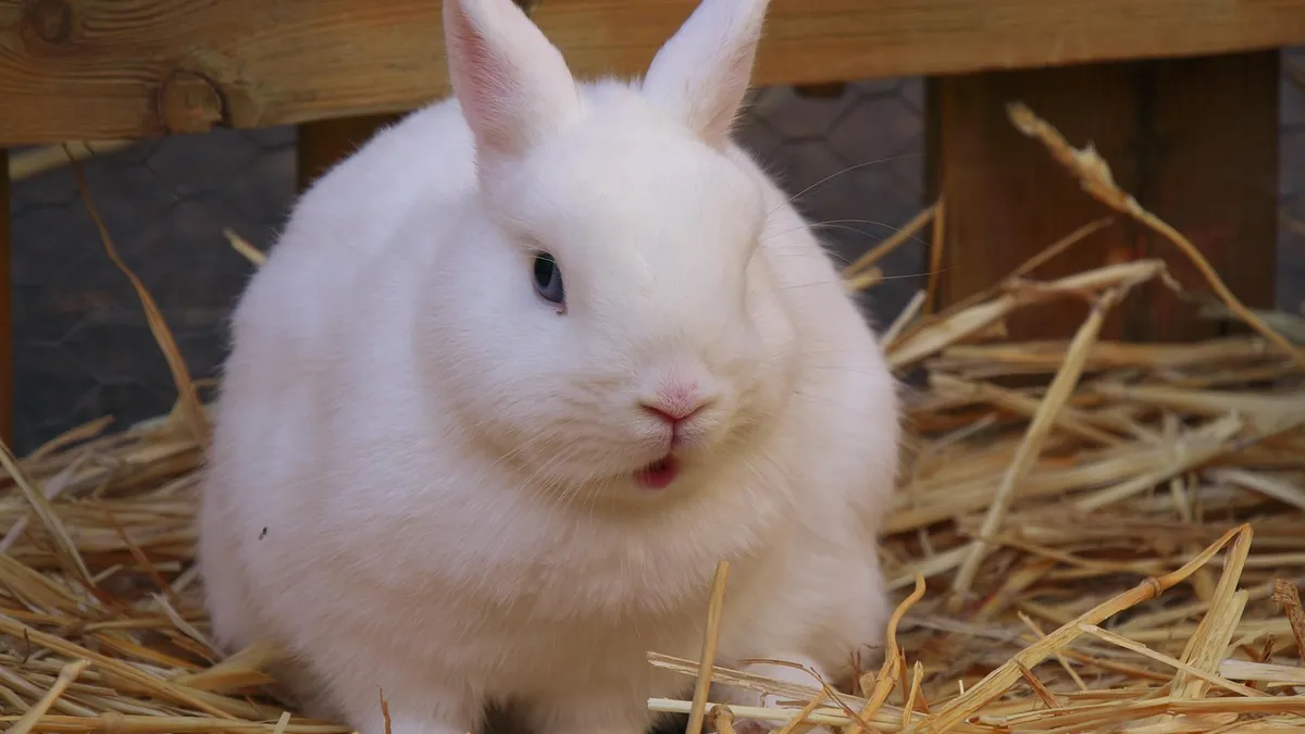 How Long Do Rabbits Sleep? Daily Rest Patterns Explained