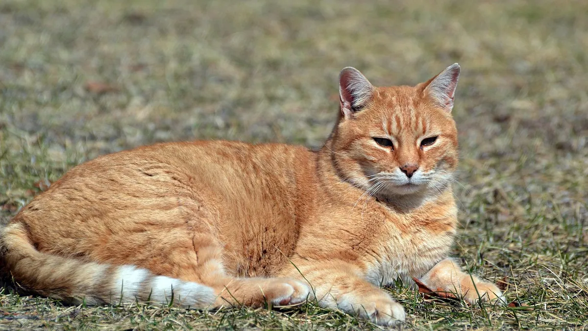 How Long Does Coccidia Last in Cats?