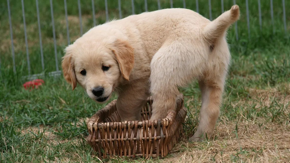 How Long Does Coccidia Last in Dogs? Recovery Timeline