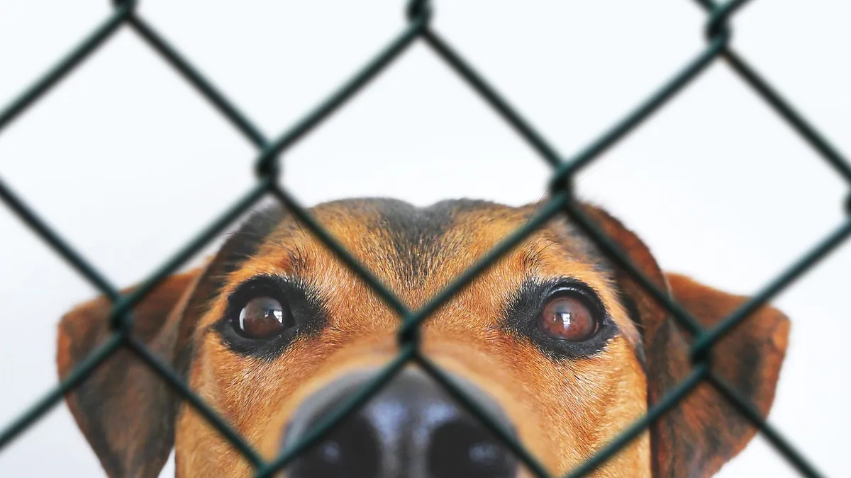 How Long Does Conjunctivitis in Dogs Last?