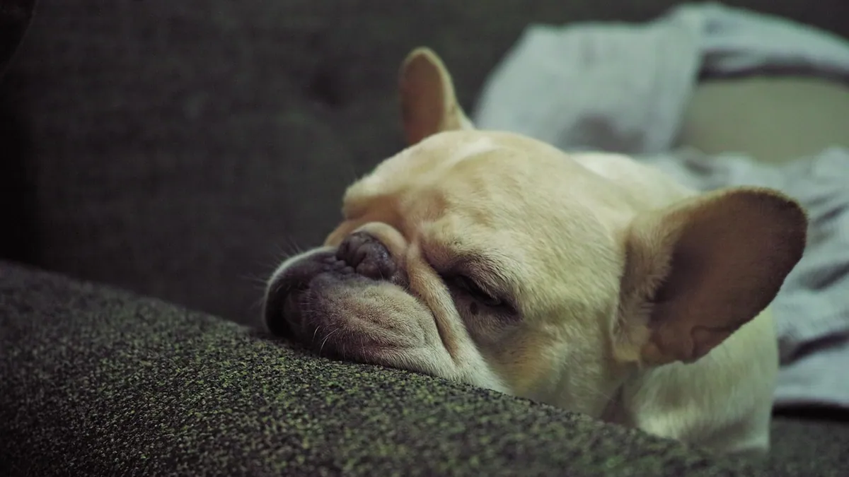 How Long Does Dog Sedation Last?