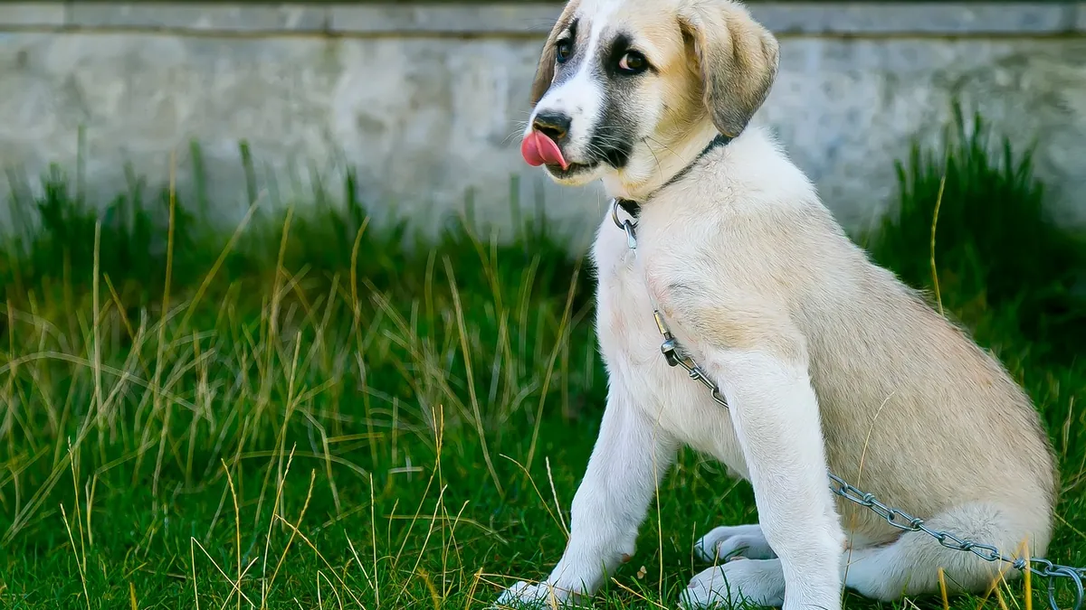 How Long Do Antibiotics Take to Work in Dogs?
