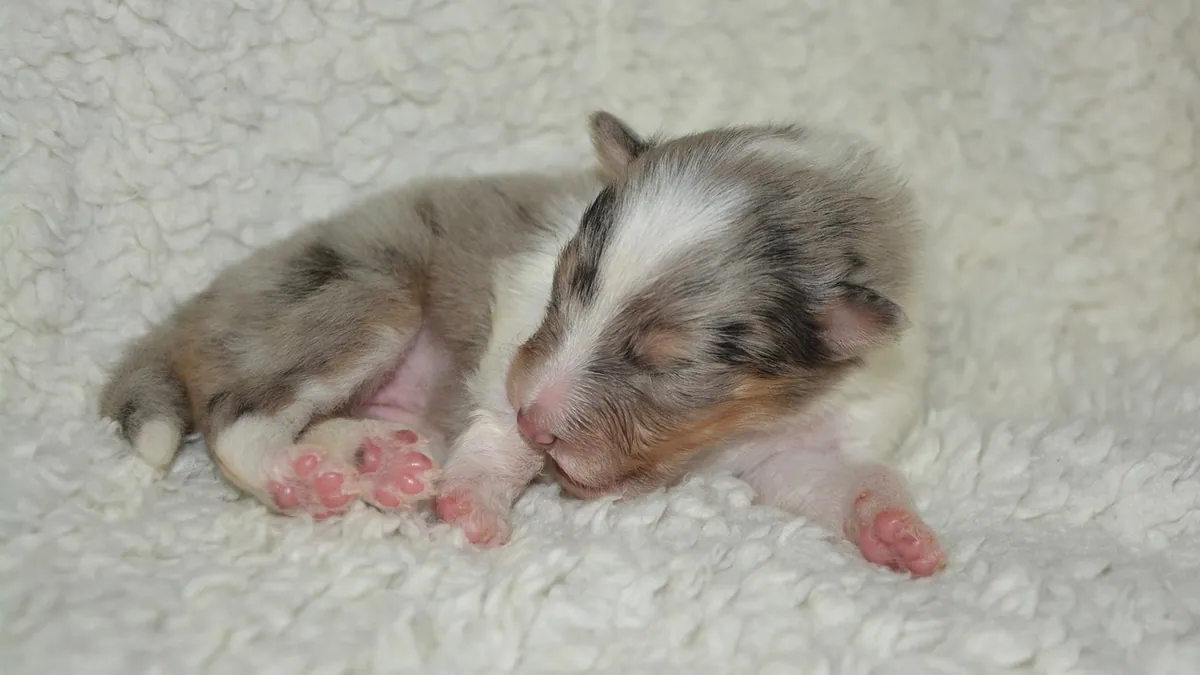 How Long Can a Dog Be in Labor? Stages and When to Worry