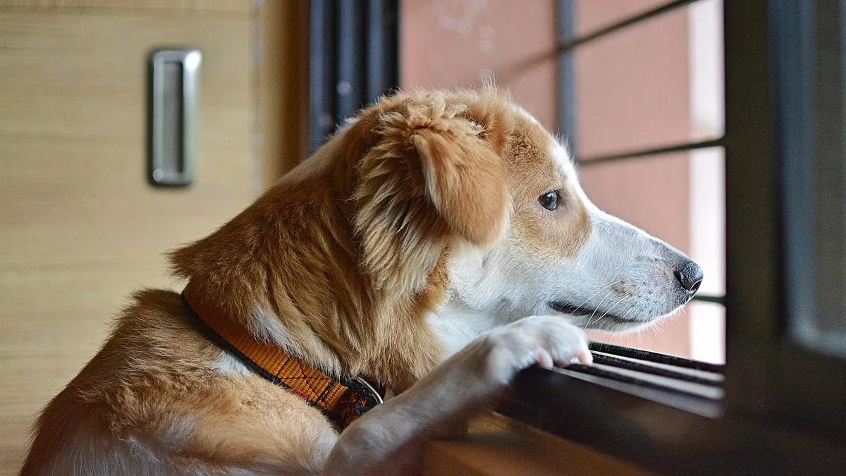 How Long Can a Dog Be Left Alone? Safe Limits by Age