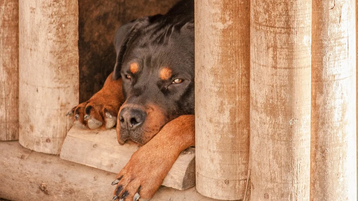 How Long Can a Dog Stay in a Crate? Safe Limits