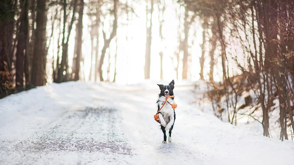 How Long Can a Dog Stay on Prednisone? Taper Guide