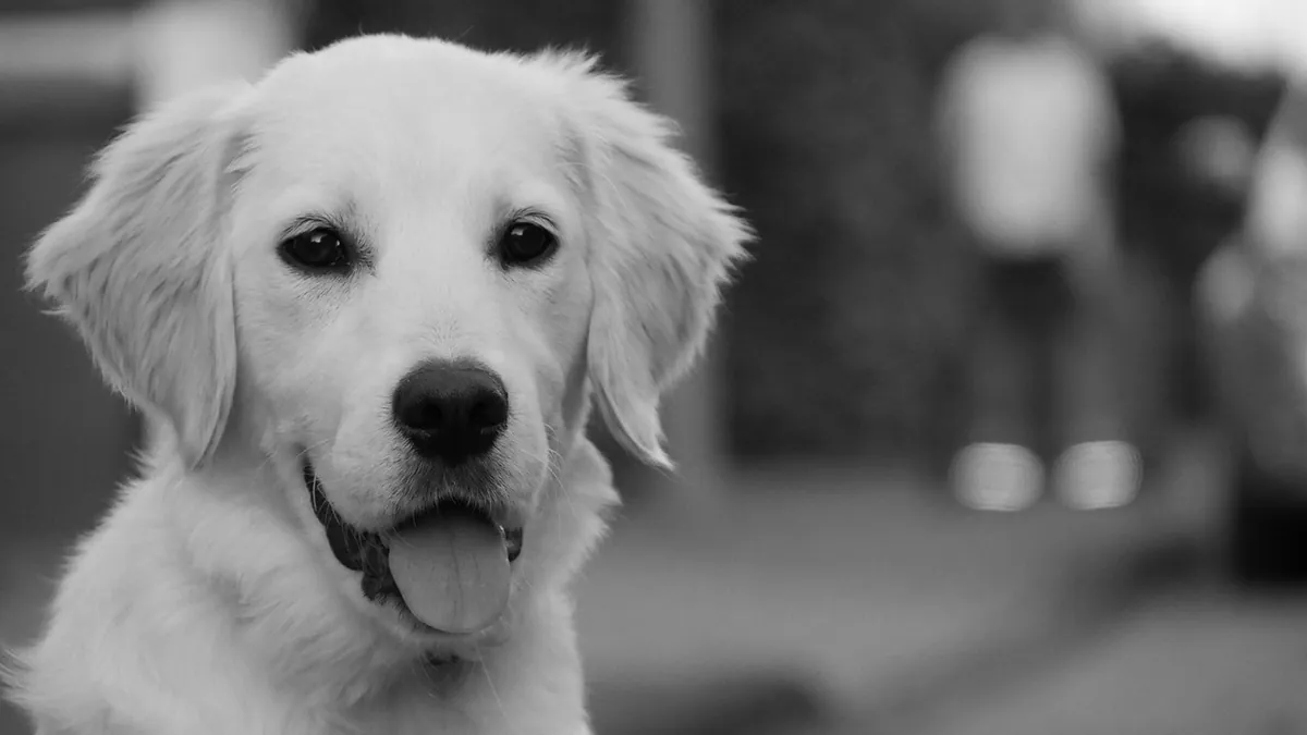 How Long Can a Dog Take Carprofen? Safe Duration