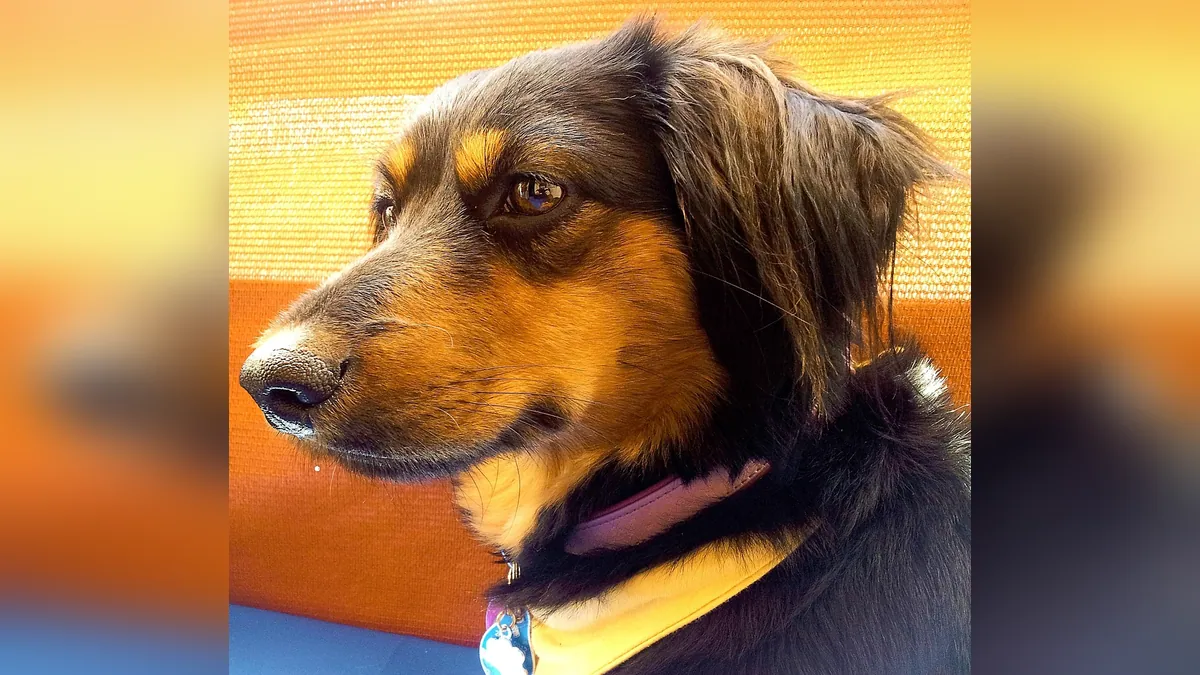 How Long Can a Dog Take Cerenia? Duration and Safety