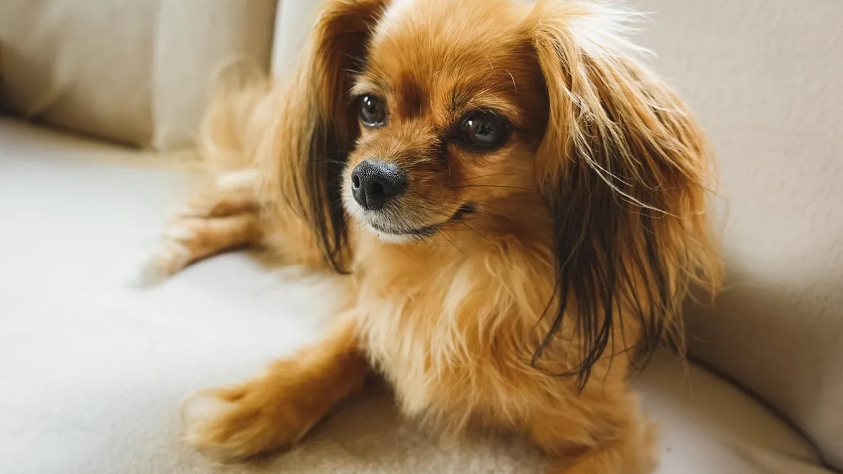How Long Can a Dog Take Rimadyl? Duration and Risks