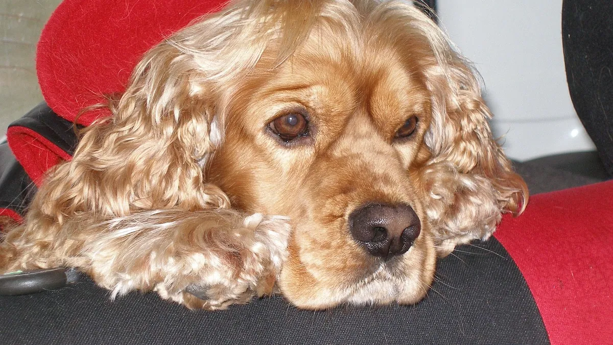 How Long Can a Dog Take Zenrelia? Long-Term Use
