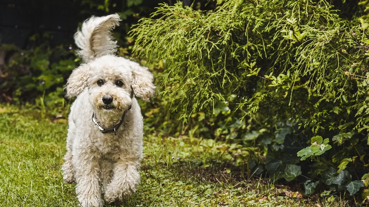 How Long Does Drontal Take to Work in Dogs?