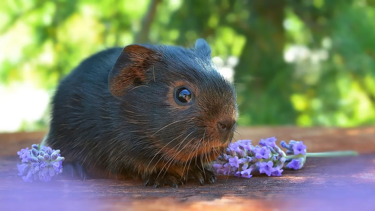 How Long Do Guinea Pigs Grow? Growth Timeline