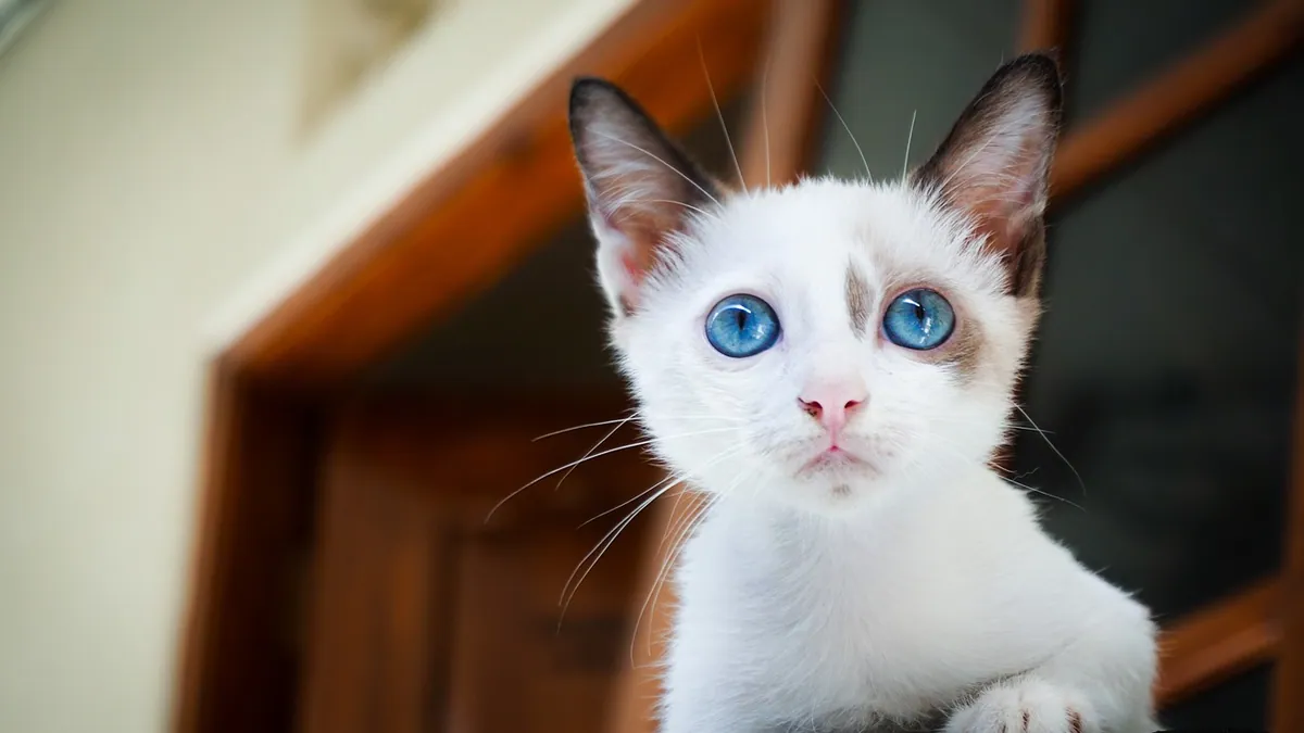 How Long Do Kittens Keep Their Blue Eyes?