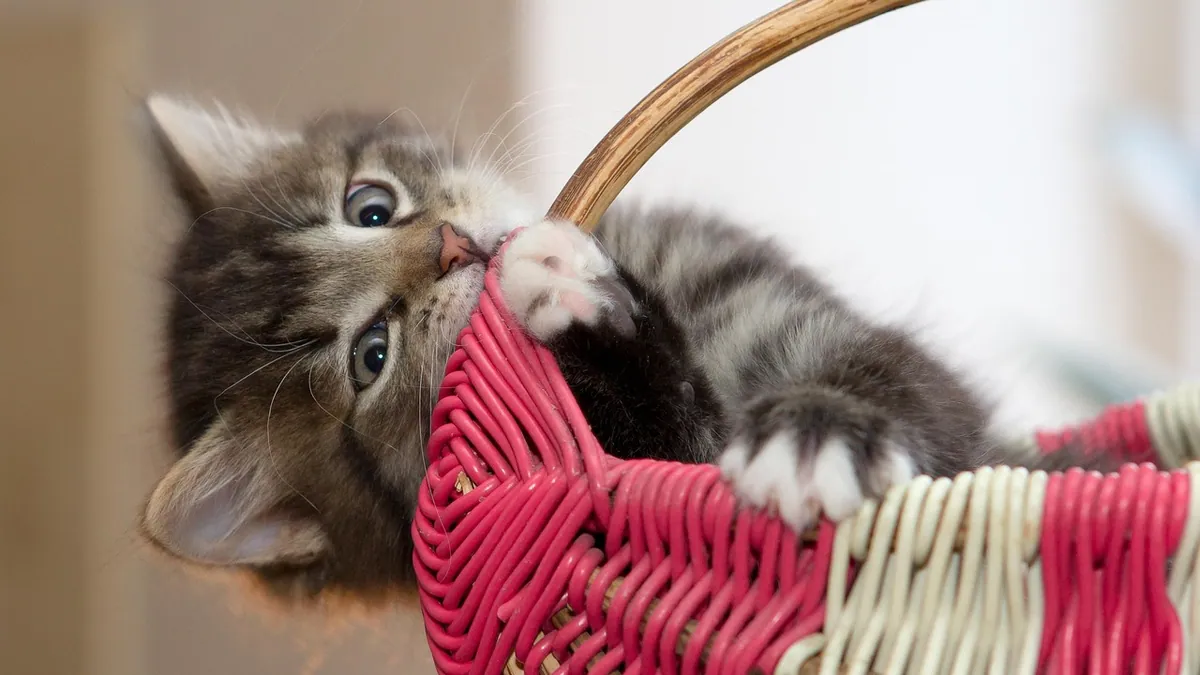How Long Do Kittens Need Bottle Feeding?