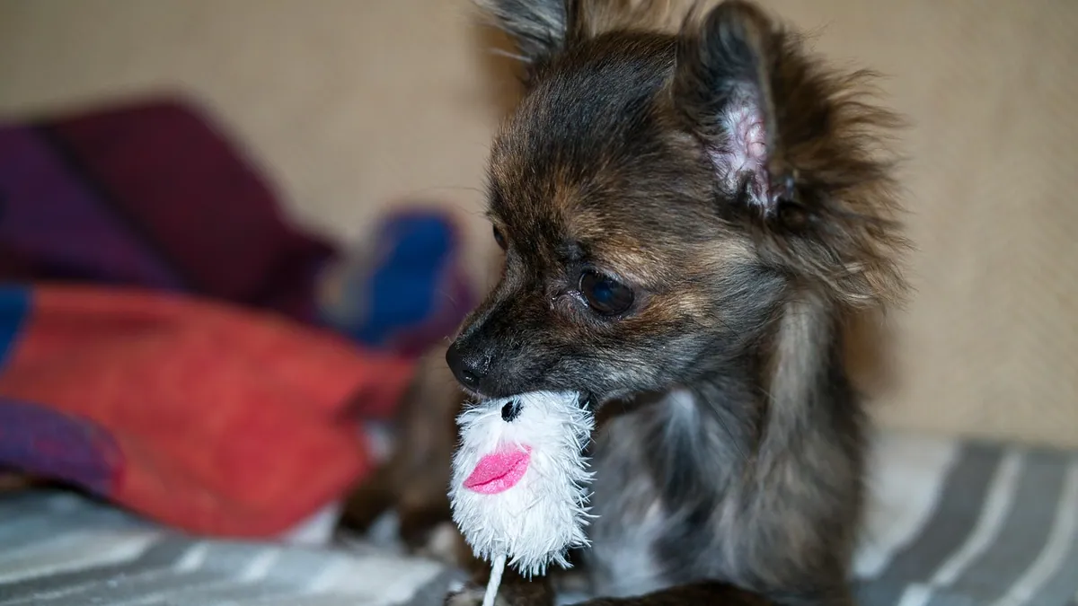 How Long Do Puppies Chew Everything? Teething Stage
