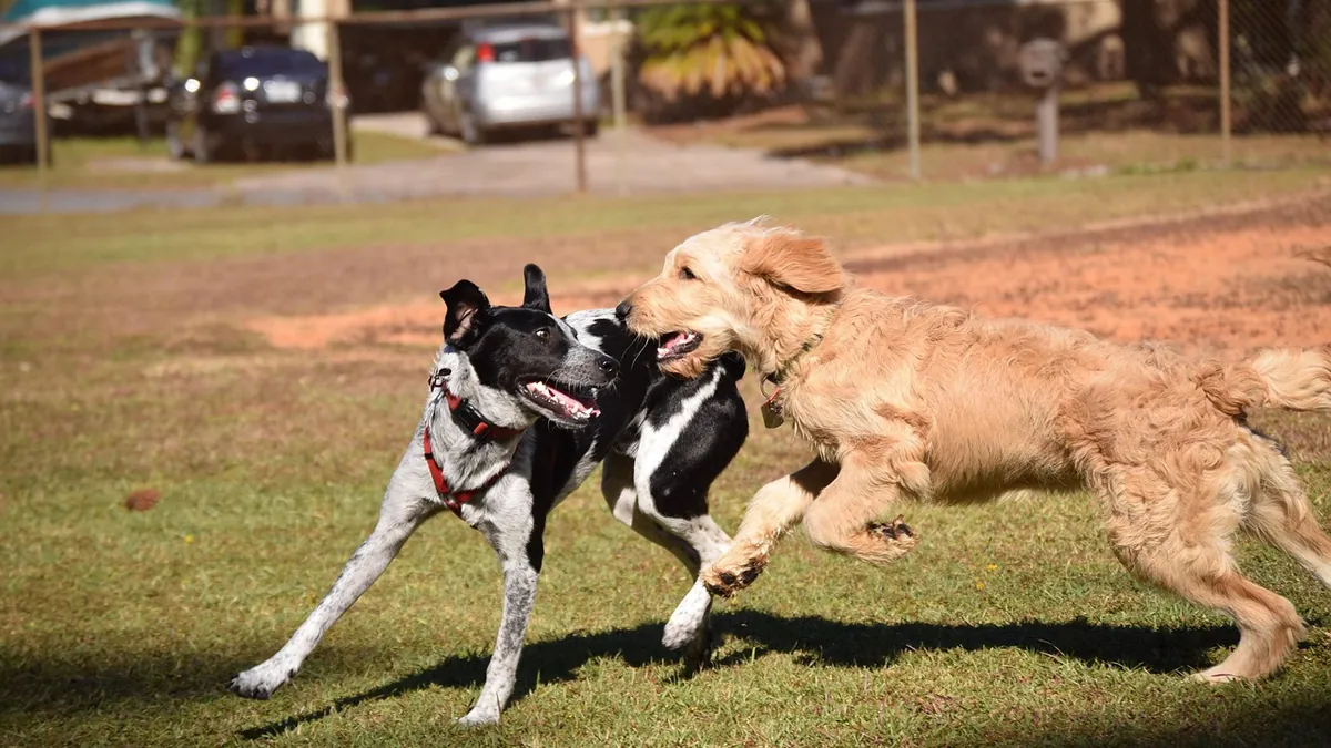 How Long Do Puppies Play? Playtime and Rest Needs