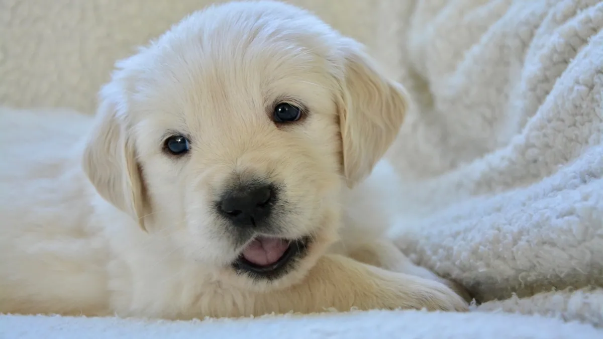 How Long Do Puppies Have Puppy Breath?