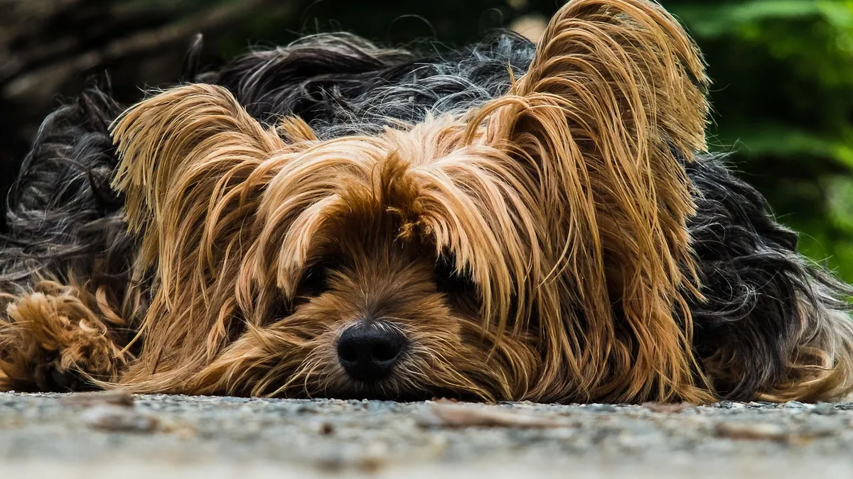 How Long Does Salmonella Last in Dogs?