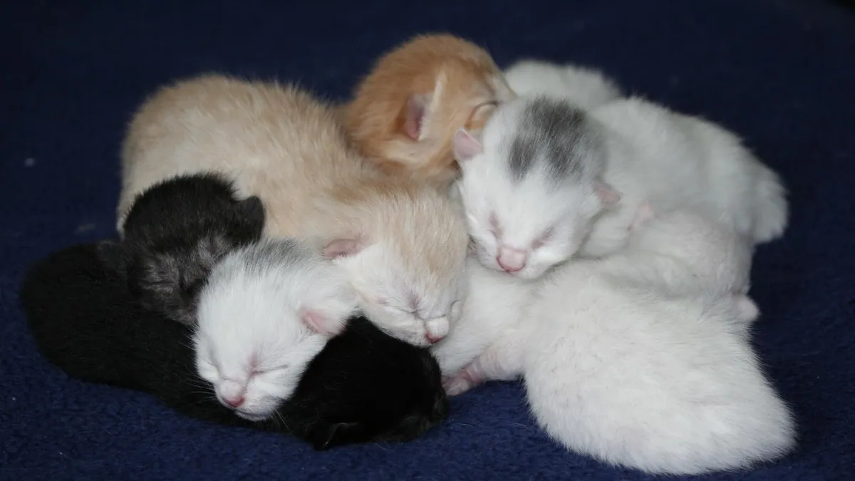 How Many Kittens Can a Cat Have? Litter Size Explained