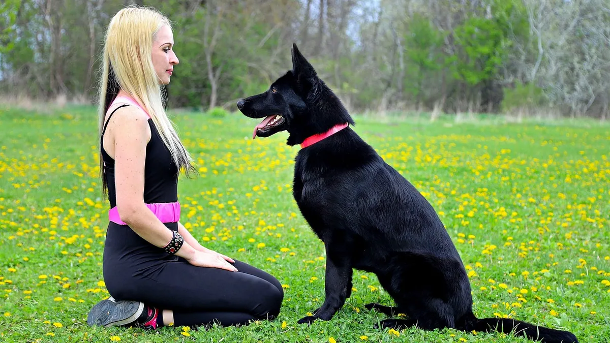 How Many Words Do Dogs Understand? Language in Dogs