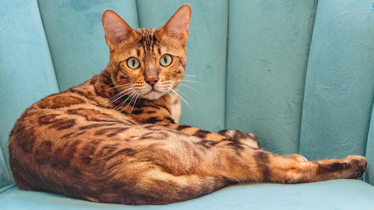How Much Should a Cat Shed? Normal vs Excessive