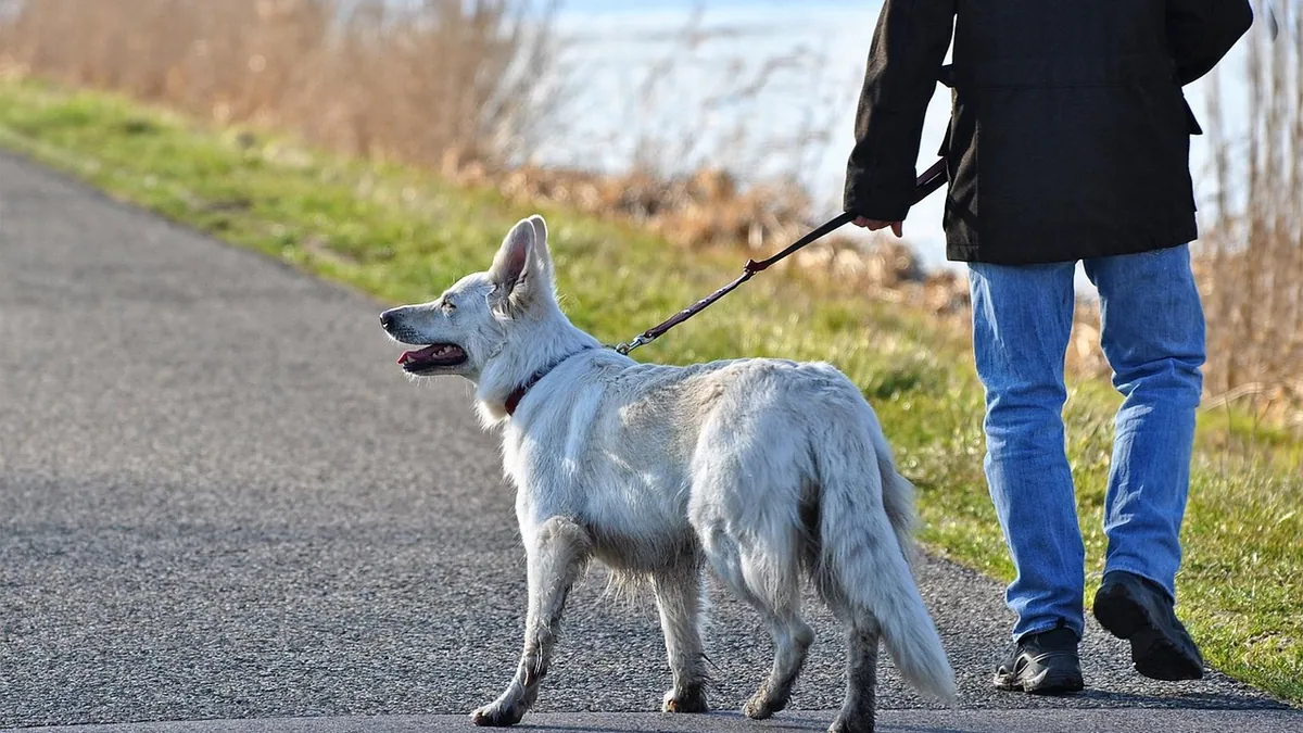 How Much Should You Walk Your Dog Each Day?