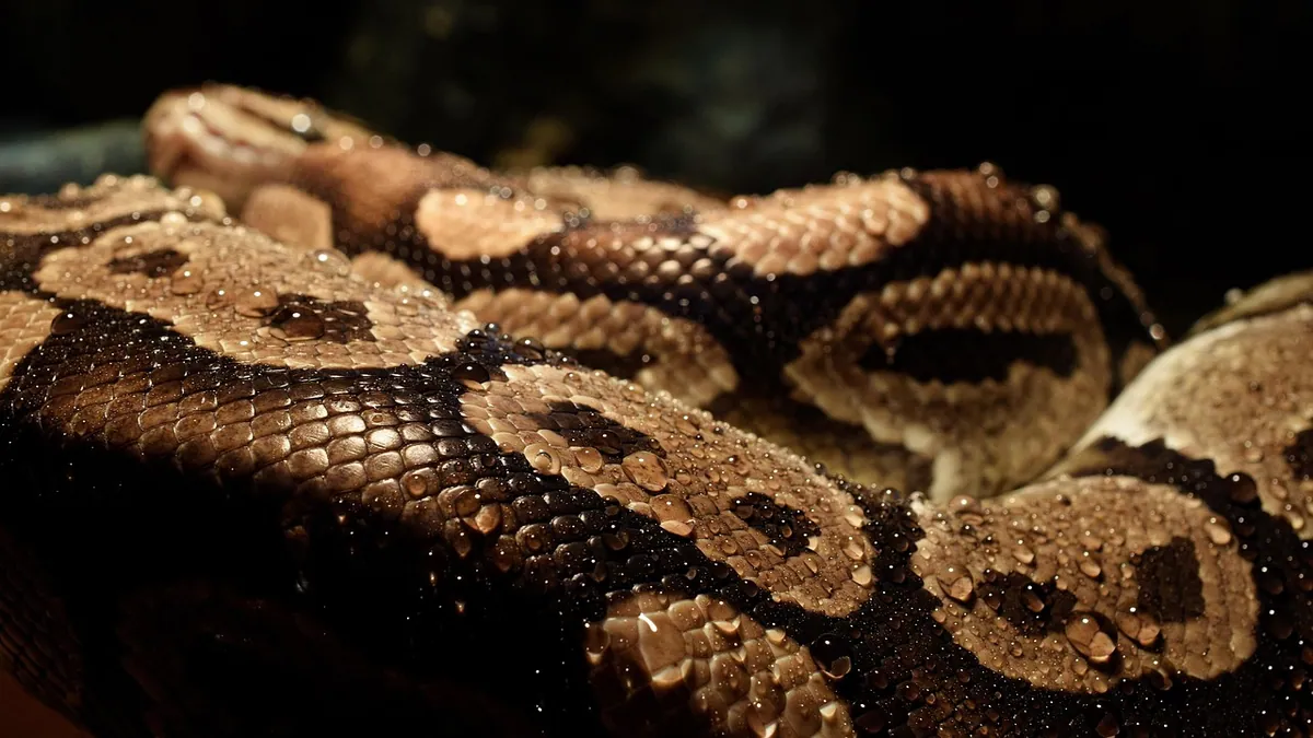 How Often Should My Ball Python Poop? What's Normal