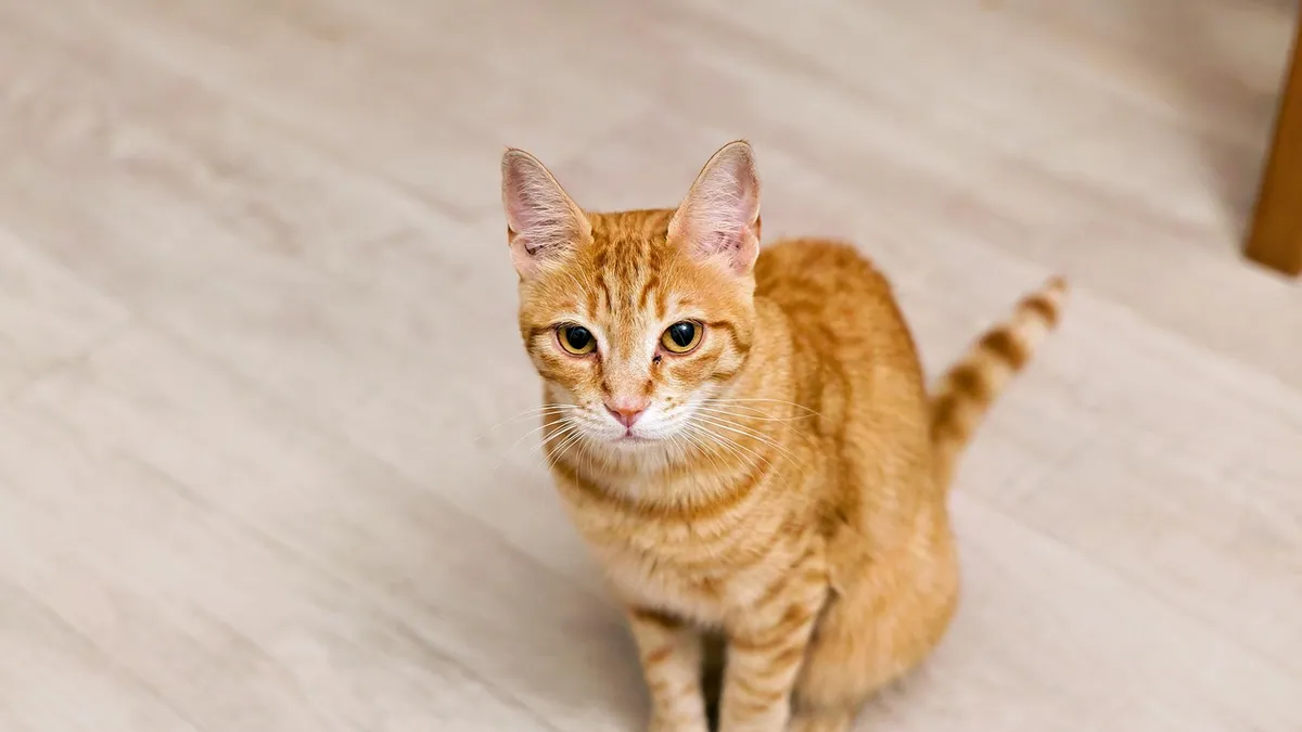 How Often Should a Cat Use the Litter Box?
