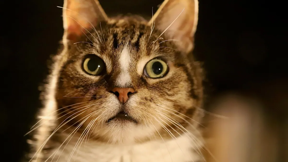 How Often Do Cats Shed Whiskers?