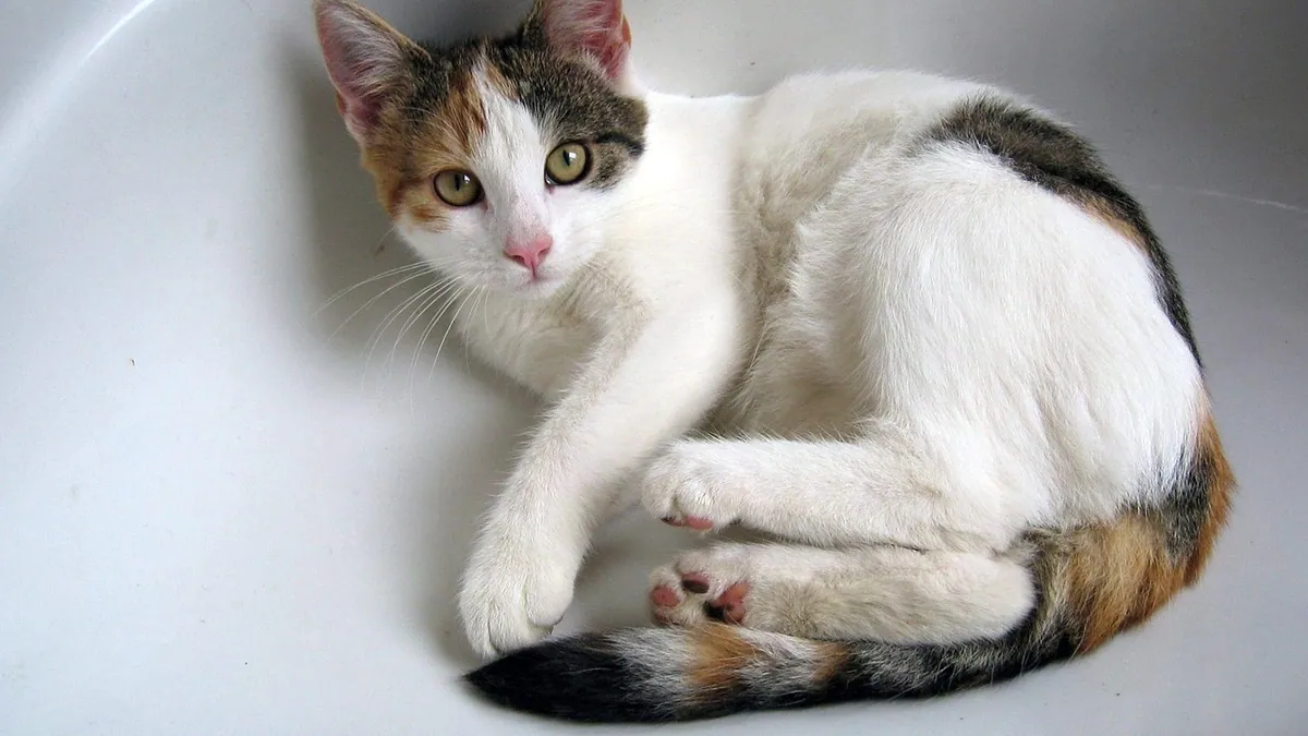 How Often Do Cats Use the Bathroom? Normal Patterns