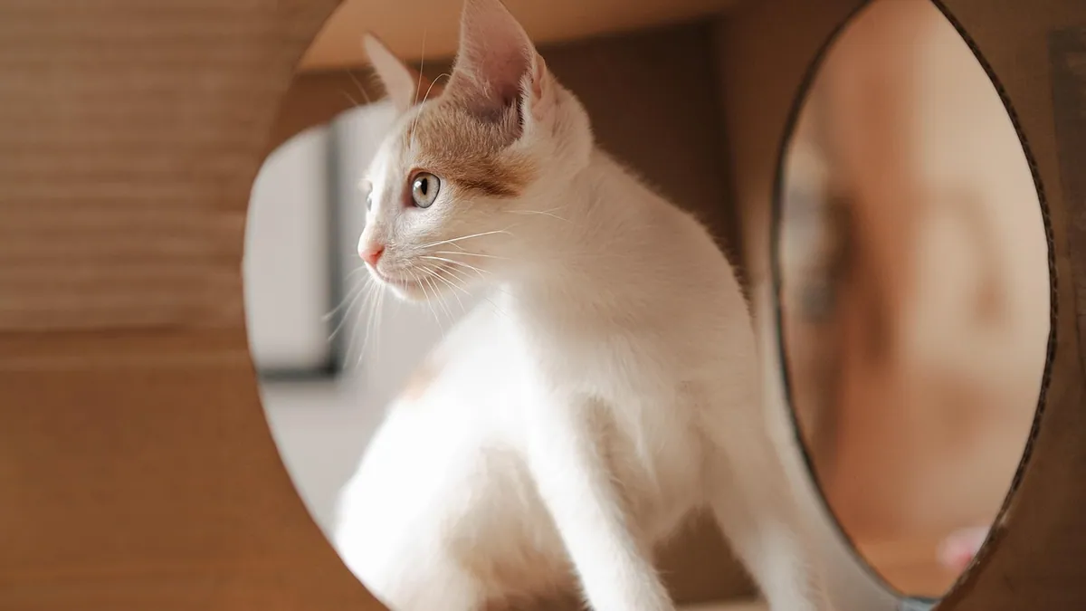 How Often Should You Change Cat Litter?