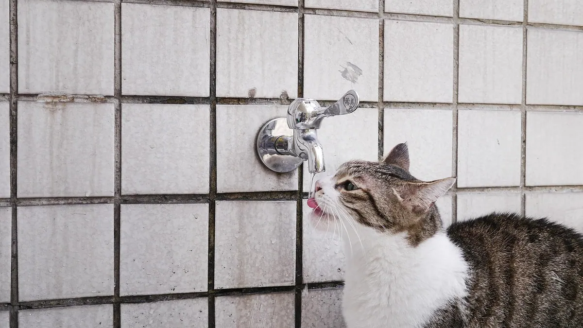 How Often Should You Change Cat Water?