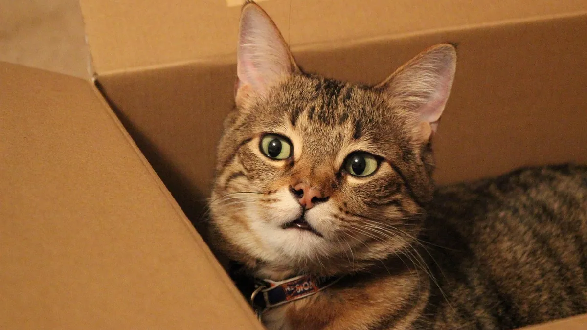 How Often Do Cats Poop? Normal Schedule Explained