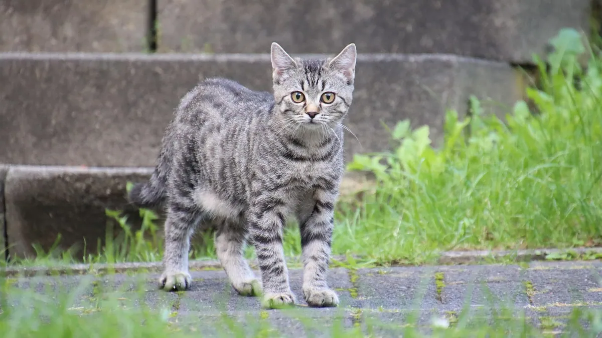 How Often Do Kittens Pee? Normal vs Too Much