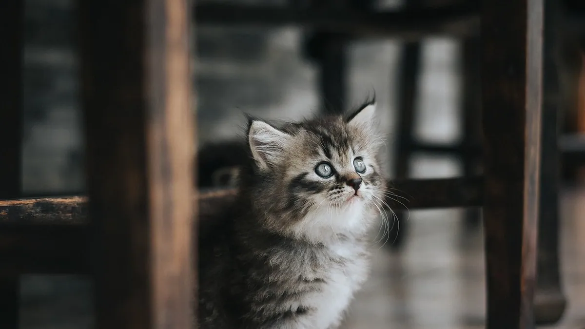 How Often Do Kittens Poop? What Is Normal