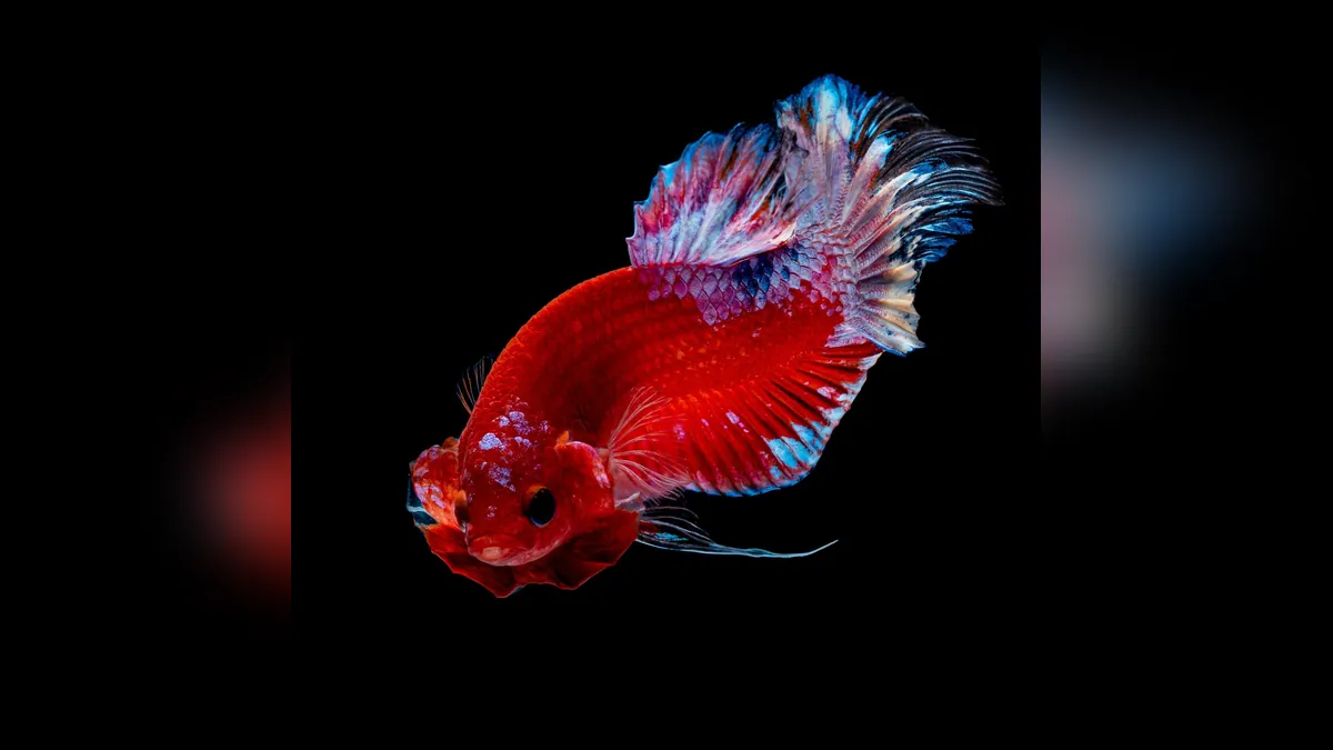 How Often Should You Feed Betta Fish and Goldfish?