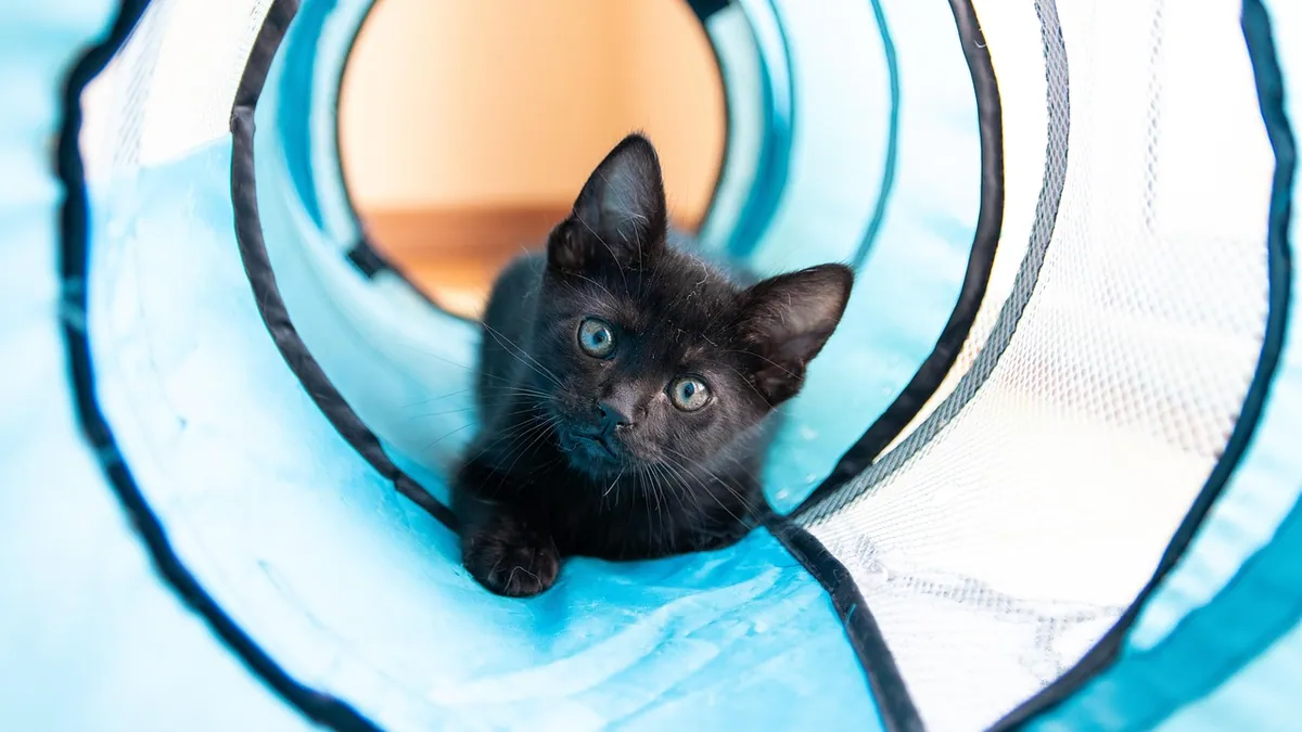 How Often Should a Cat Poop and Fart? Normal Gut Habits