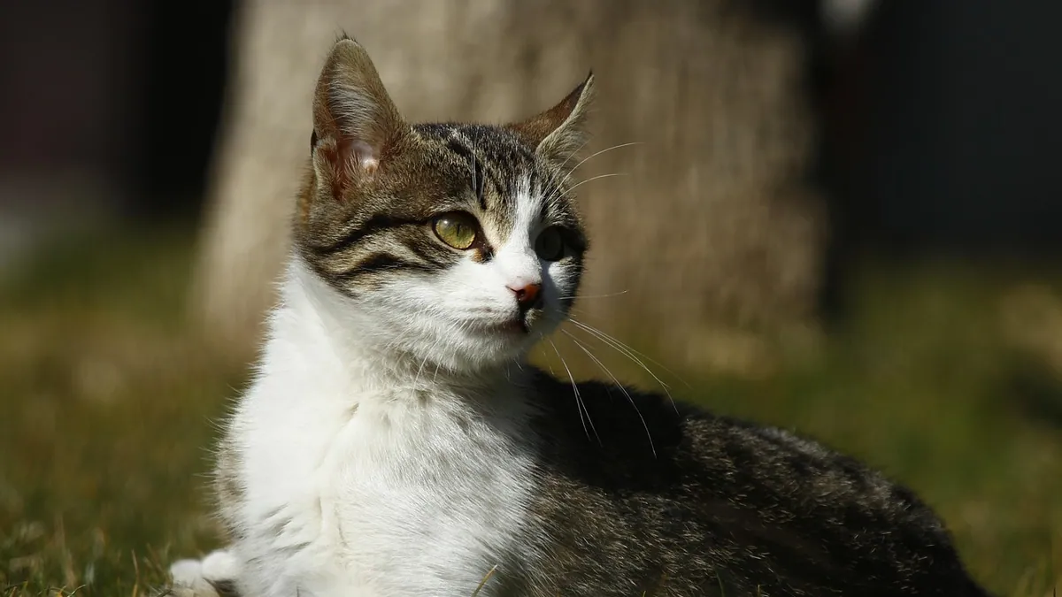 How to Apply Selamectin to Cats Correctly