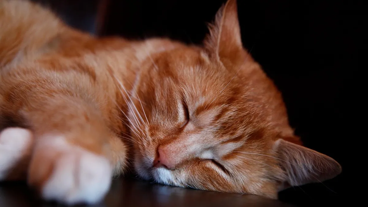 How to Count Your Cat's Breathing Rate at Home