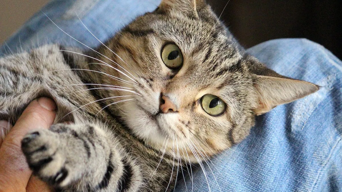 How to Get Your Cat to Like You: Building Trust Step by Step