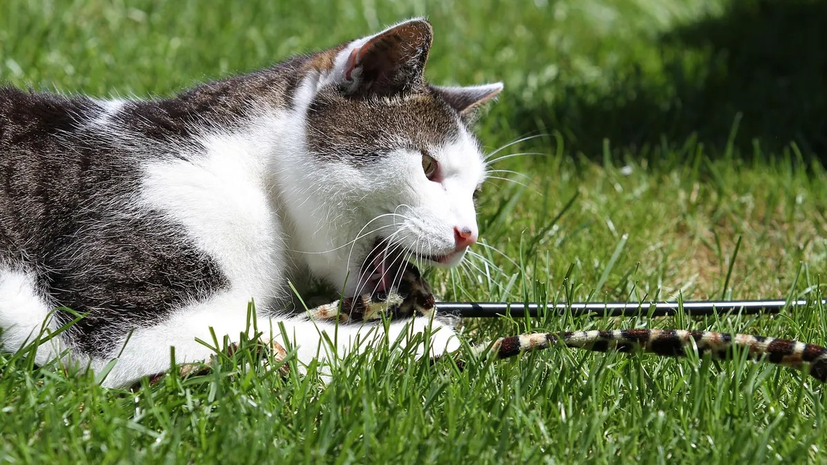 How to Get Your Cat to Play: Toys, Timing and Techniques
