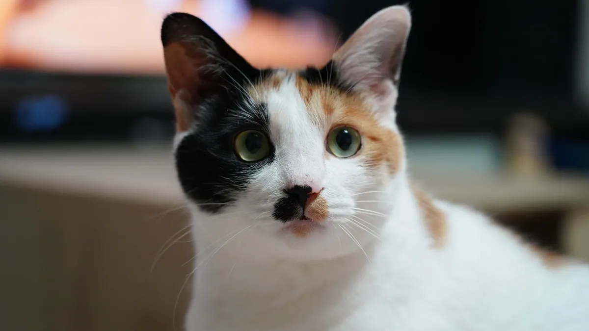 How to Give Buprenorphine to a Cat: Step-by-Step