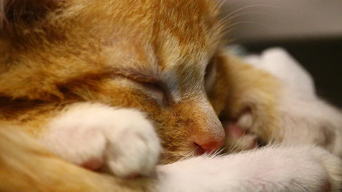 How to Give a Cat Medicine: Tips, Tricks, and Food