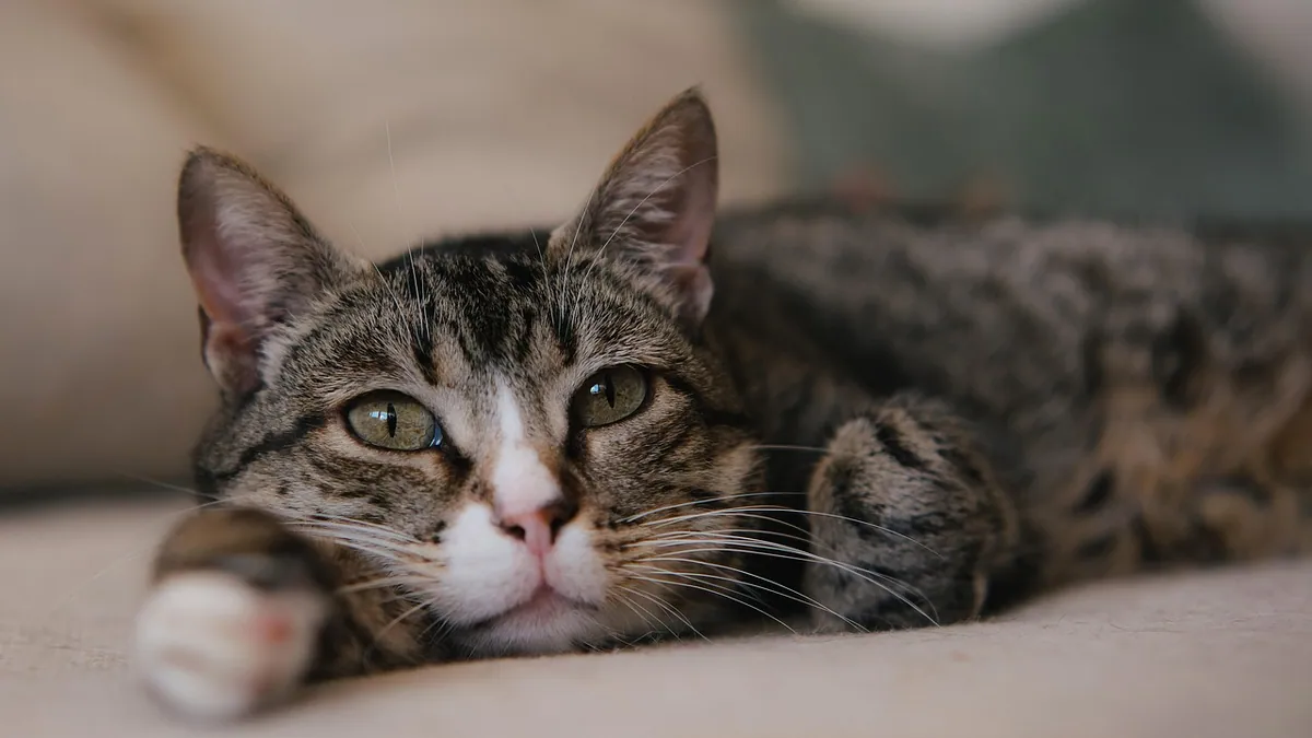 How to Give Cerenia to a Cat: Tips That Work