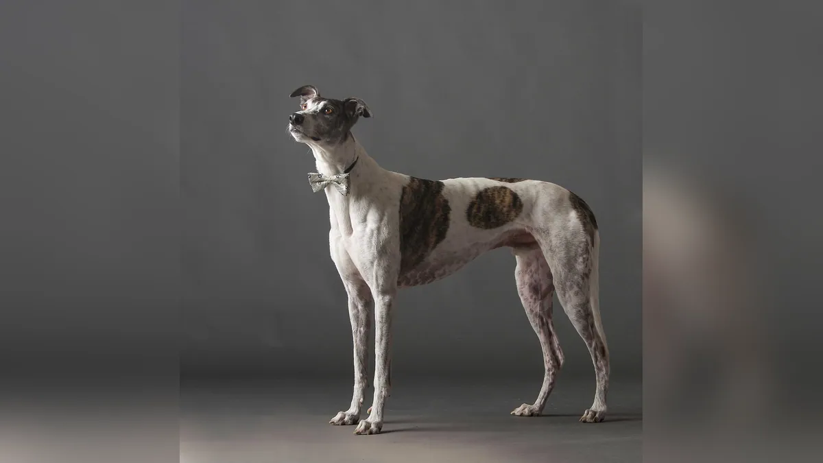 How to Give a Dog Buprenorphine: Injection and Oral Tips