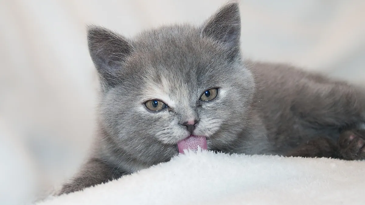 How to Give Sucralfate to a Cat Without a Fight