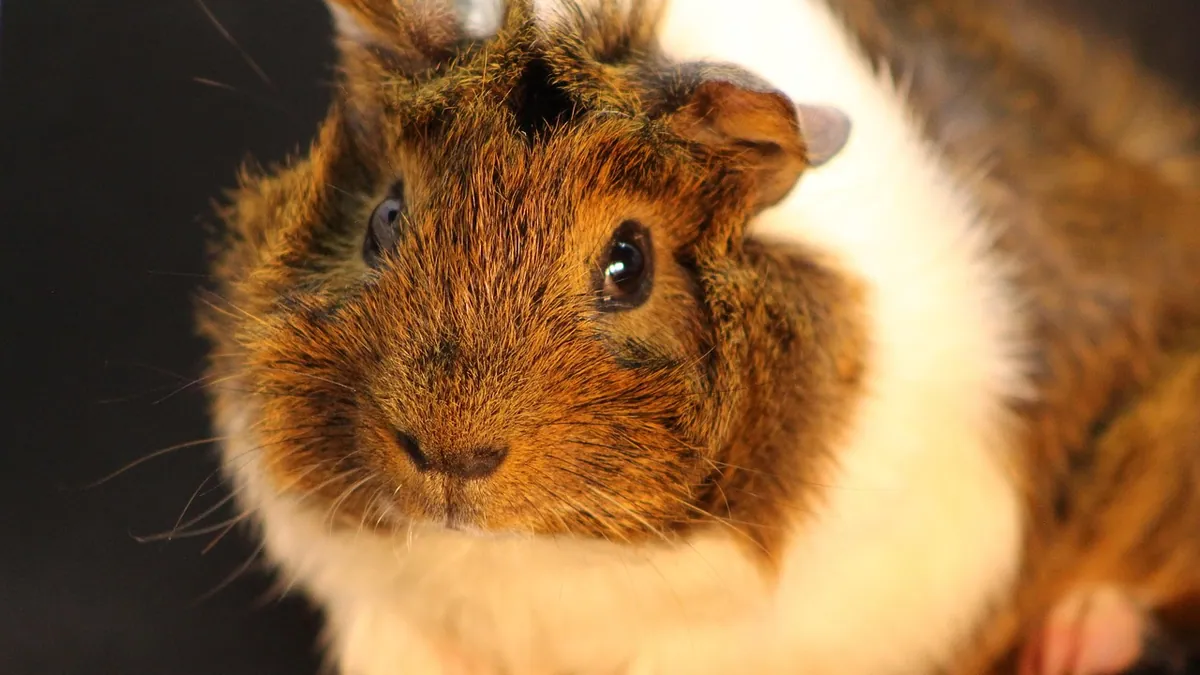 How to Help a Guinea Pig Poop: Constipation Relief