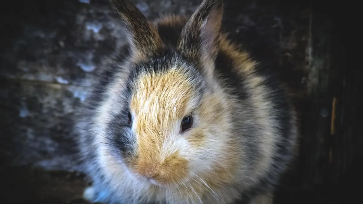 How to Help a Rabbit Poop: Constipation and Stasis