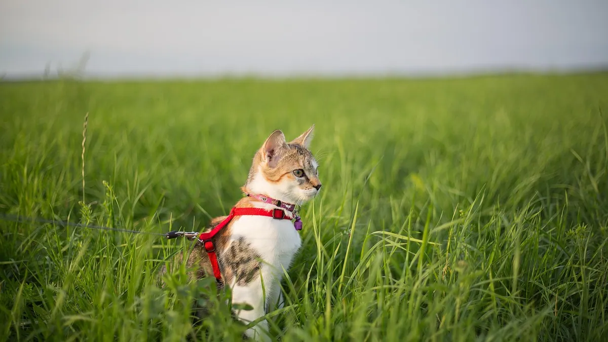 How to Leash Train Your Cat: Step-by-Step